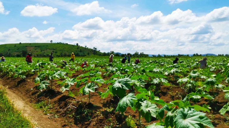 IRF40DAYS Agriculture Plantation
